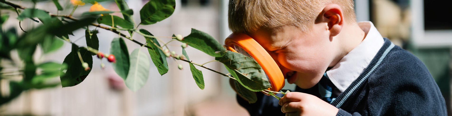 Pupil inspecting leaves