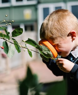 Pupil inspecting leaves